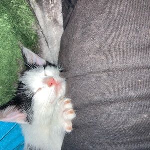 Meet your Posher, Frank